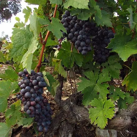 Casa Do Poco - Douro Πανσιόν