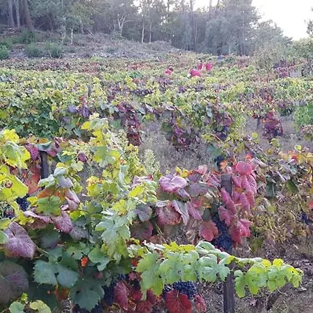 Πανσιόν Casa Do Poco - Douro 4*