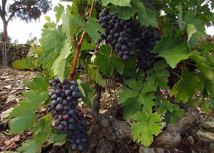 Casa Do Poco - Douro 게스트하우스