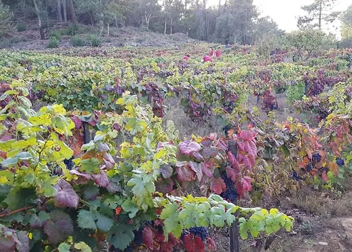 게스트하우스 Casa Do Poco - Douro 4*